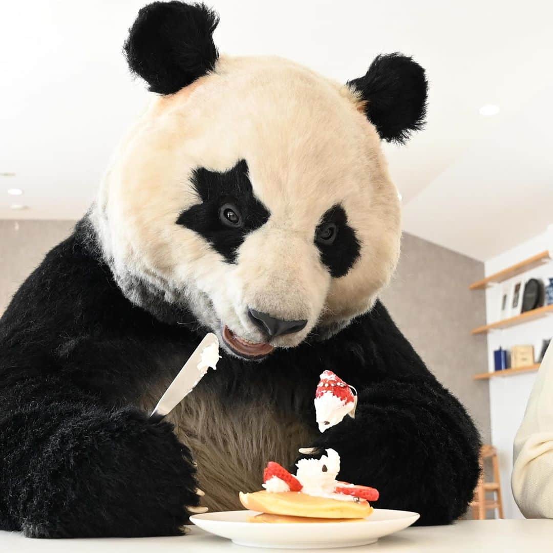 星星（セイセイ）さんのインスタグラム写真 - (星星（セイセイ）Instagram)「🥞🐼🍷🎋 #おいしい #もぐもぐ #笹はワインにあう疑惑 #食べるの大好き . きょうの #ベラベラENGLISHは ...💯 🌟Yummy! 🌟おいしい!🤤 . #星星 #パンダ #panda #pandagram #パンダ好きな人と繋がりたい #ZIP!」8月13日 9時33分 - seisei_panda