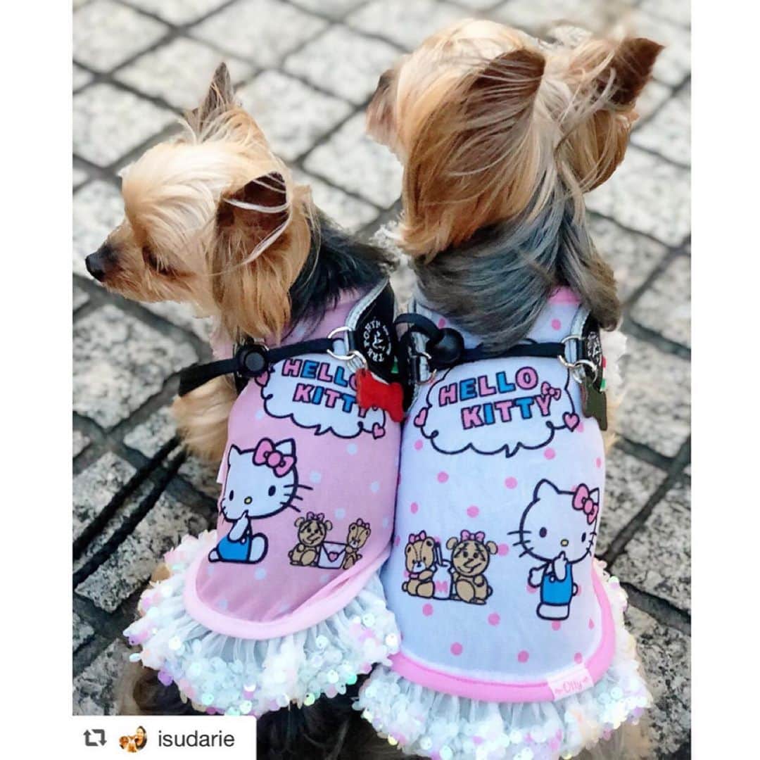 大原かおりさんのインスタグラム写真 - (大原かおりInstagram)「♡♡♡ 🐶ヨークシャテリアのマルゴ&ミネットちゃん @isudarie ☺︎ #Otty商品 リポスト ❤︎ Otty×HELLO KITTYコラボ ・ドット柄-COOLメッシュワンピ ☺︎ キティちゃんコラボのメッシュワンピを色違いで着てくれた、ヨーキーのマルゴちゃんとミネットちゃん🐶🐶💖 背中合わせショットでメチャカワ😋💞 ミネットちゃんサイズの在庫があって良かった〜🐶❤️ 可愛いお写真ありがとねっ😋🤟 ⑅◡̈⑅ #Ottyの夏 #ヨークシャーテリア #マルゴ #ミネット #おそろいコーデ #双子コーデ #HELLOKITTY #キティちゃん #メッシュワンピ #防虫加工 #DogStagram #Yorkshireterrier #约克夏 #요크셔테리어 #犬のいる生活 #わんことの暮らし #🐶❤️ ♔∴∵∴∴∵∴♔∴∵∴♔∴∵∴♔∴∵∴♔∴∵∴♔∴∵∴♔∴∵∴♔∴∵∴♔∴∵∴♔ repost @isudarie 【ドット柄キティちゃん】お揃いになりました❤️マルゴが以前からお気に入りで着用している#スパンコール スカートがキラキラの#メッシュドット なOtty × Hello Kittyワンピ。 ミネットが我が家に来る前から愛用しています。 ・ ミネットサイズが奇跡的にあったので💓買い足し。 お揃いになりましたー😍嬉しいでーす😆 ・ #ottydog @oharagaori_otty  #ハローキティ #犬服 #クールメッシュ  #姉妹コーデ #おそろコーデ  #dog #yorkie #margominette」9月11日 14時12分 - oharagaori_otty