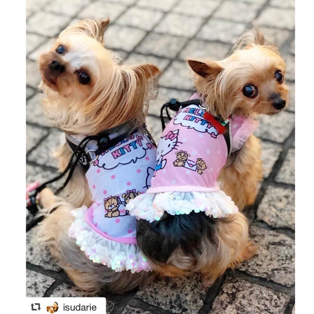 大原かおりさんのインスタグラム写真 - (大原かおりInstagram)「♡♡♡ 🐶ヨークシャテリアのマルゴ&ミネットちゃん @isudarie ☺︎ #Otty商品 リポスト ❤︎ Otty×HELLO KITTYコラボ ・ドット柄-COOLメッシュワンピ ☺︎ キティちゃんコラボのメッシュワンピを色違いで着てくれた、ヨーキーのマルゴちゃんとミネットちゃん🐶🐶💖 背中合わせショットでメチャカワ😋💞 ミネットちゃんサイズの在庫があって良かった〜🐶❤️ 可愛いお写真ありがとねっ😋🤟 ⑅◡̈⑅ #Ottyの夏 #ヨークシャーテリア #マルゴ #ミネット #おそろいコーデ #双子コーデ #HELLOKITTY #キティちゃん #メッシュワンピ #防虫加工 #DogStagram #Yorkshireterrier #约克夏 #요크셔테리어 #犬のいる生活 #わんことの暮らし #🐶❤️ ♔∴∵∴∴∵∴♔∴∵∴♔∴∵∴♔∴∵∴♔∴∵∴♔∴∵∴♔∴∵∴♔∴∵∴♔∴∵∴♔ repost @isudarie 【ドット柄キティちゃん】お揃いになりました❤️マルゴが以前からお気に入りで着用している#スパンコール スカートがキラキラの#メッシュドット なOtty × Hello Kittyワンピ。 ミネットが我が家に来る前から愛用しています。 ・ ミネットサイズが奇跡的にあったので💓買い足し。 お揃いになりましたー😍嬉しいでーす😆 ・ #ottydog @oharagaori_otty  #ハローキティ #犬服 #クールメッシュ  #姉妹コーデ #おそろコーデ  #dog #yorkie #margominette」9月11日 14時12分 - oharagaori_otty