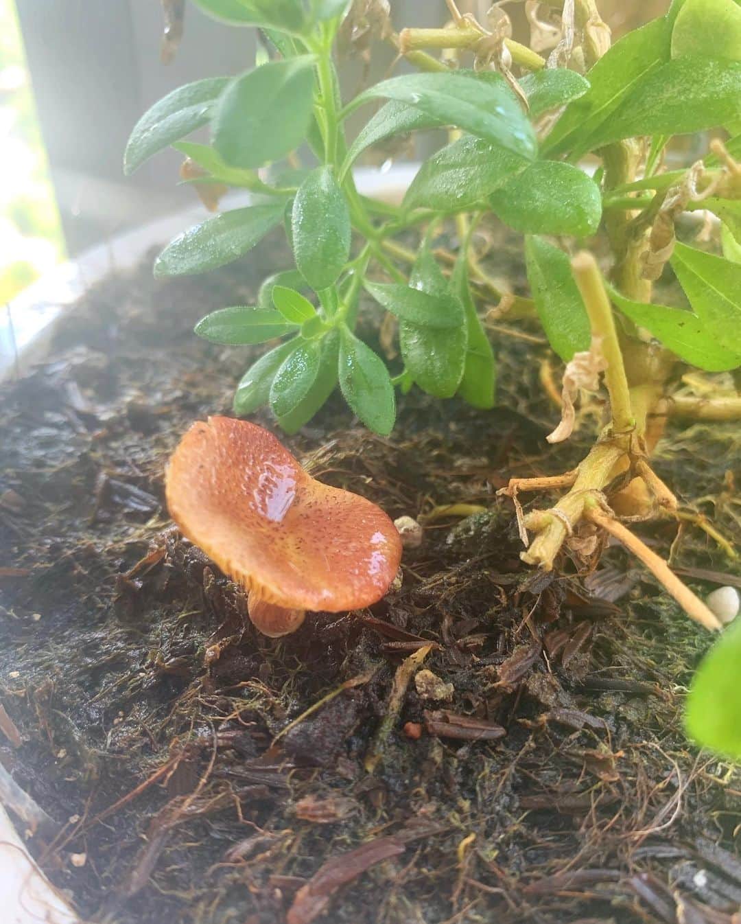 のインスタグラム：「なぜか、キノコ生えてきたーーー🤣🍄❤️可愛いから生かしておく🥺💕 . お花もね一回枯れちゃったんだけど、また新しい葉が出てきて🌱嬉しい😍 . 部屋の中の観葉植物も、3回目の新しい子の誕生中なう🌱💕✨ . どんどん大きくなってきて嬉しいよっ😍」