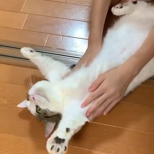 ひのき猫のインスタグラム