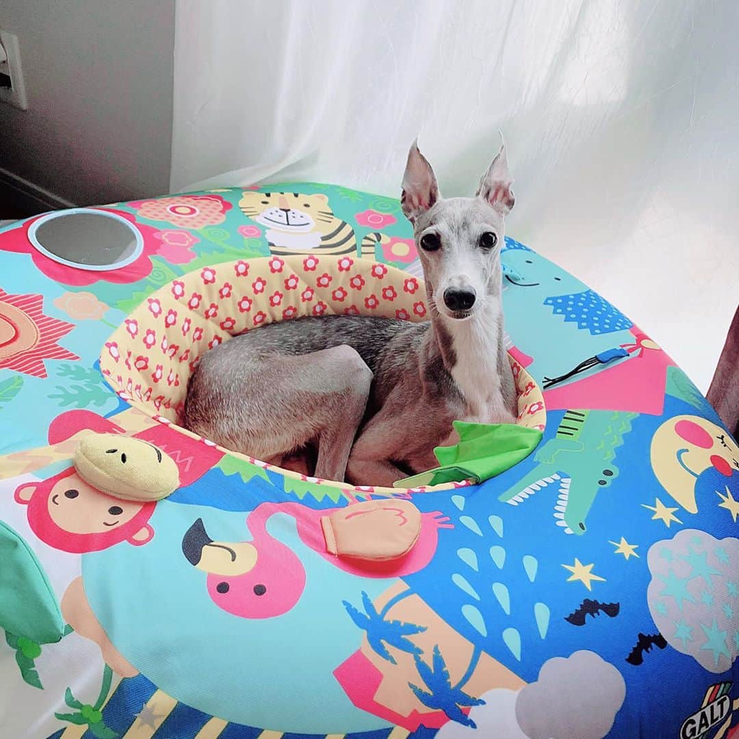 のインスタグラム：「* ***** 🐶:Mom! Thank you for the comfortable bed🐶❤️ 💁‍♀️: It's not yours ...😂😂 ***** 最近息子が愛用しているプレイネスト⭐️ カシャカシャしたり、プピーと音が鳴ったりと仕掛けが沢山あるので、息子もお気に入り👶 いつもはハウルも一緒に遊んでいるのですが…🐶👶 …あれ！？ 息子を抱いている間に、ハウルが中で寛いでました🤣👏 #イタホイ と大きさもそっくりだし、ちょうど良いサイズ感だもんね🤣💓 あまりにも可愛いので、そのままにしておきました☺️❤️ ハウル、いつかはあなたのものになるからね🐶❤️ ***** #イタグレ#イタリアングレーハウンド#italiangreyhound#dogstagram#イタグレとの暮らし#iggysofinstagram#iggygram #iggylove#iggylife#犬のいる暮らし#イタグレ服#iggysoftheworld #iggysofinstagram #dogsofig #dogsofinstagram #犬好きな人と繋がりたい#おんせん県おおいた#新米ママ#生後6ヶ月#6ヶ月baby#6ヶ月ベビー#ベビスタグラム#babyanddog#ボーネルンド#プレイネスト#イタグレホイホイ」