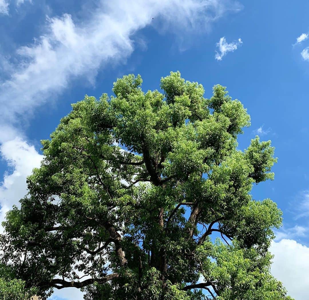 のインスタグラム：「空が高い。 #walking #tokyo #イマソラ #instaview #sky #green #lovelife」