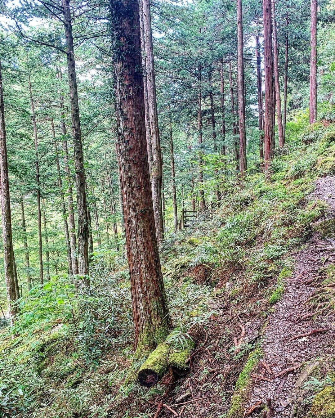 久保陽香さんのインスタグラム写真 - (久保陽香Instagram)「﻿ ﻿ 撮影しながら森林浴出来て﻿ 幸せな一日でした。﻿ ﻿ 自然っていいね🍃」9月11日 13時58分 - kubo_haru