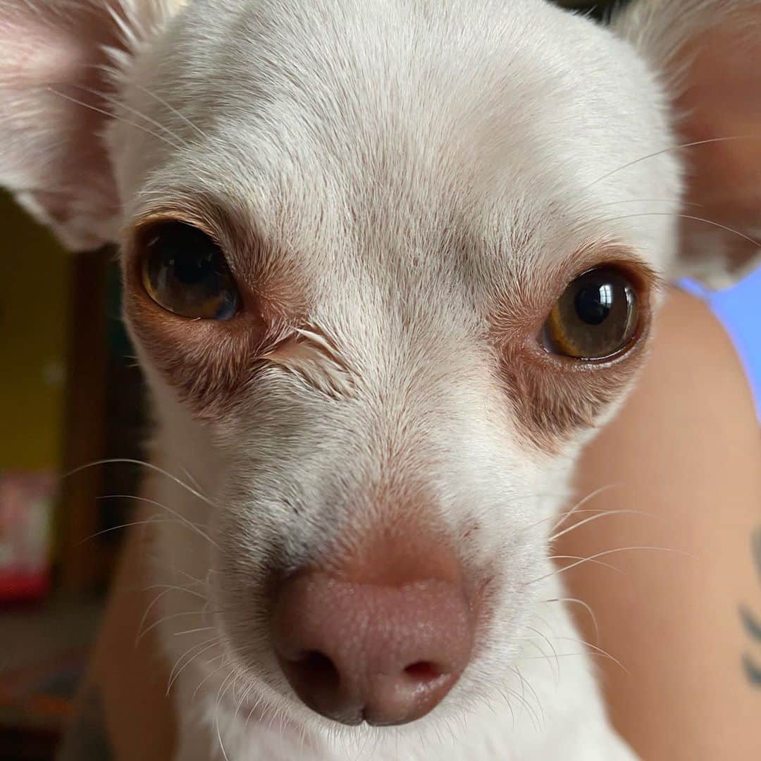 マーガレット・チョーさんのインスタグラム写真 - (マーガレット・チョーInstagram)「Do you love me? #dogs #love #rescuedog」9月11日 5時25分 - margaret_cho