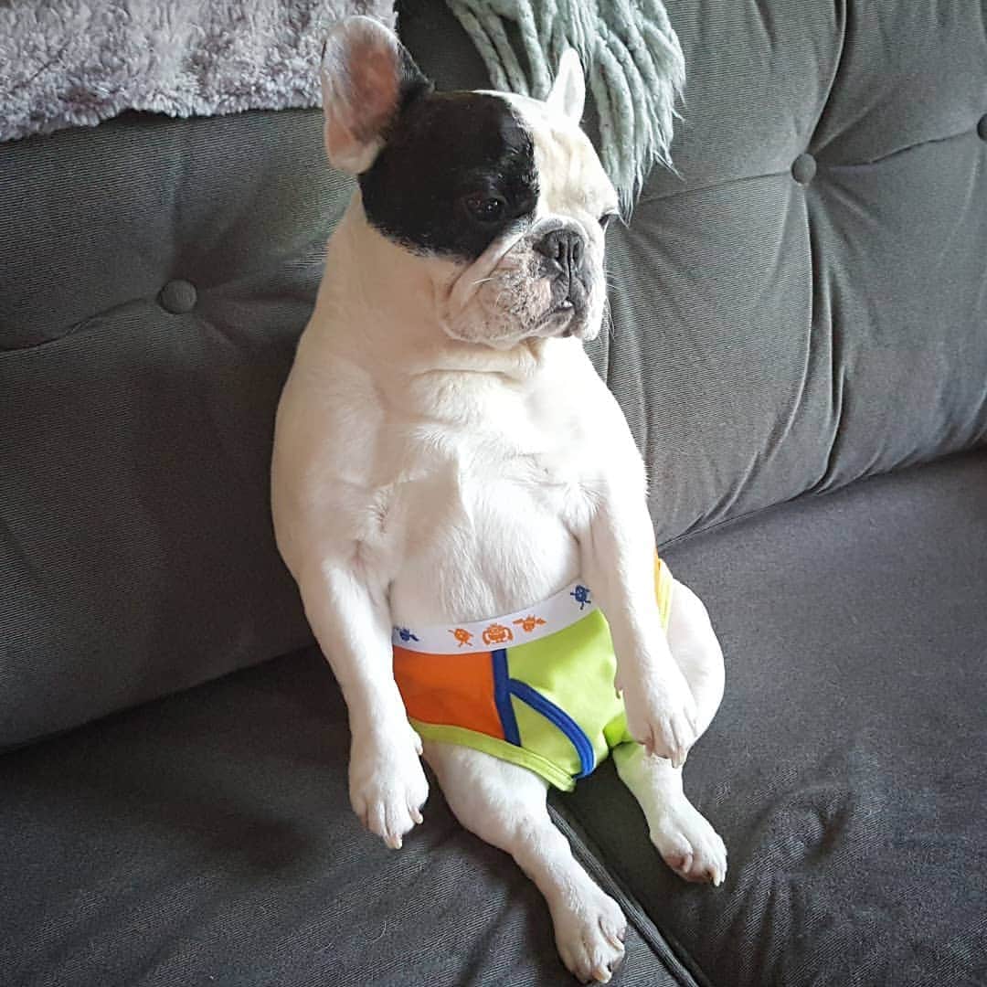 Manny The Frenchieのインスタグラム：「Another day, no need to get dressed. #quarantinelife」