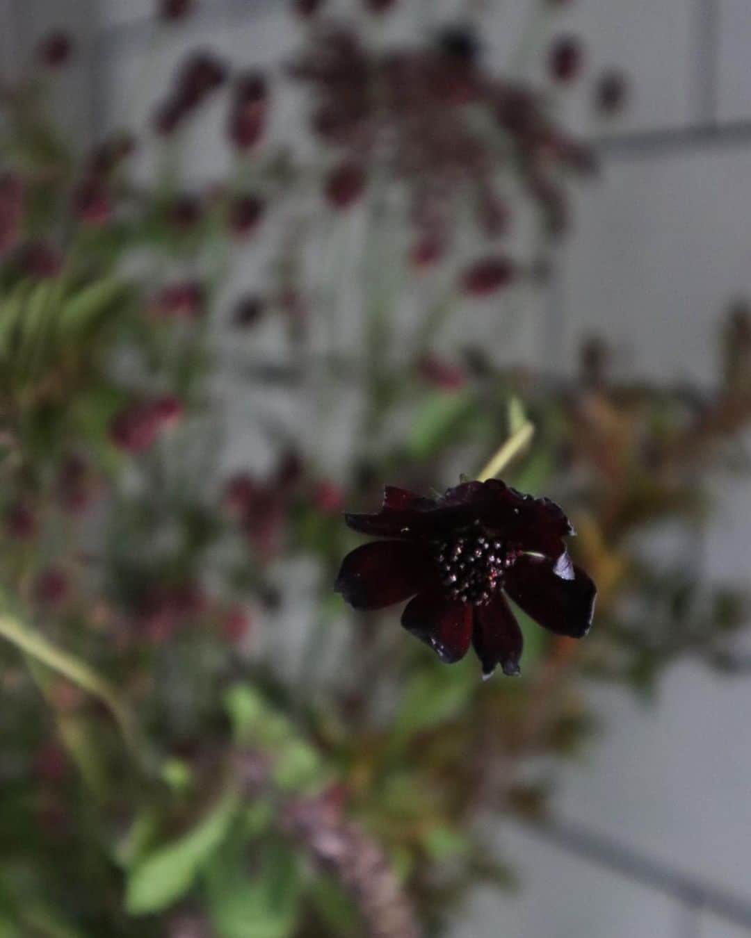 masakiさんのインスタグラム写真 - (masakiInstagram)「Fri.11 Sep.2020 5:00起床、おはよう。 早く寝ただけ、早く起きた。 久しぶりに貴重なひとり時間。 まだ起きるなよーーと呪文唱えながら、昨日お花さんで買ったこっくりと秋色の花たちをしつらえてみた。 バランスデコボコだけど、まいっか。 去年のあけびのドライも一緒に。 姫りんごも青から赤に変わってきました♡」9月11日 7時24分 - mogurapicassowols