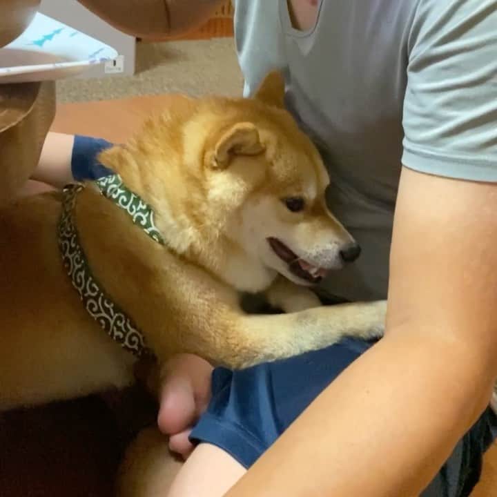 のインスタグラム：「仕事から帰って来て、ご飯を食べているパパにくっついてる豆千代くん🐾﻿ ﻿ #パパが好き　#パパっ子チヨくん　#距離感﻿ ﻿ ————————————————— #癒し  #豆柴 #柴犬 #癒しわんこ　　#9gag  #9gagpets #barked  #犬  #instacute #shiba  #cutest #adorable #shibainu #mameshiba  #시견  #dog #puppy #pet  #animal #petstagram  #anicas  #サンデイ」