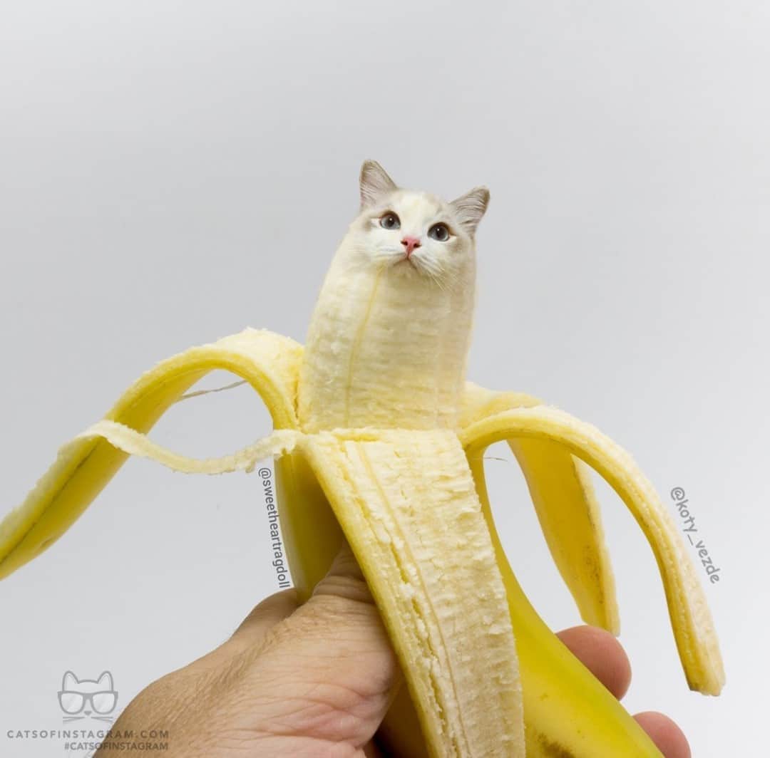Cats of Instagramさんのインスタグラム写真 - (Cats of InstagramInstagram)「From @sweetheartragdoll: “😹Tate: Am I a cute banana?🍌” #twitterweek #catsofinstagram」9月11日 7時45分 - cats_of_instagram