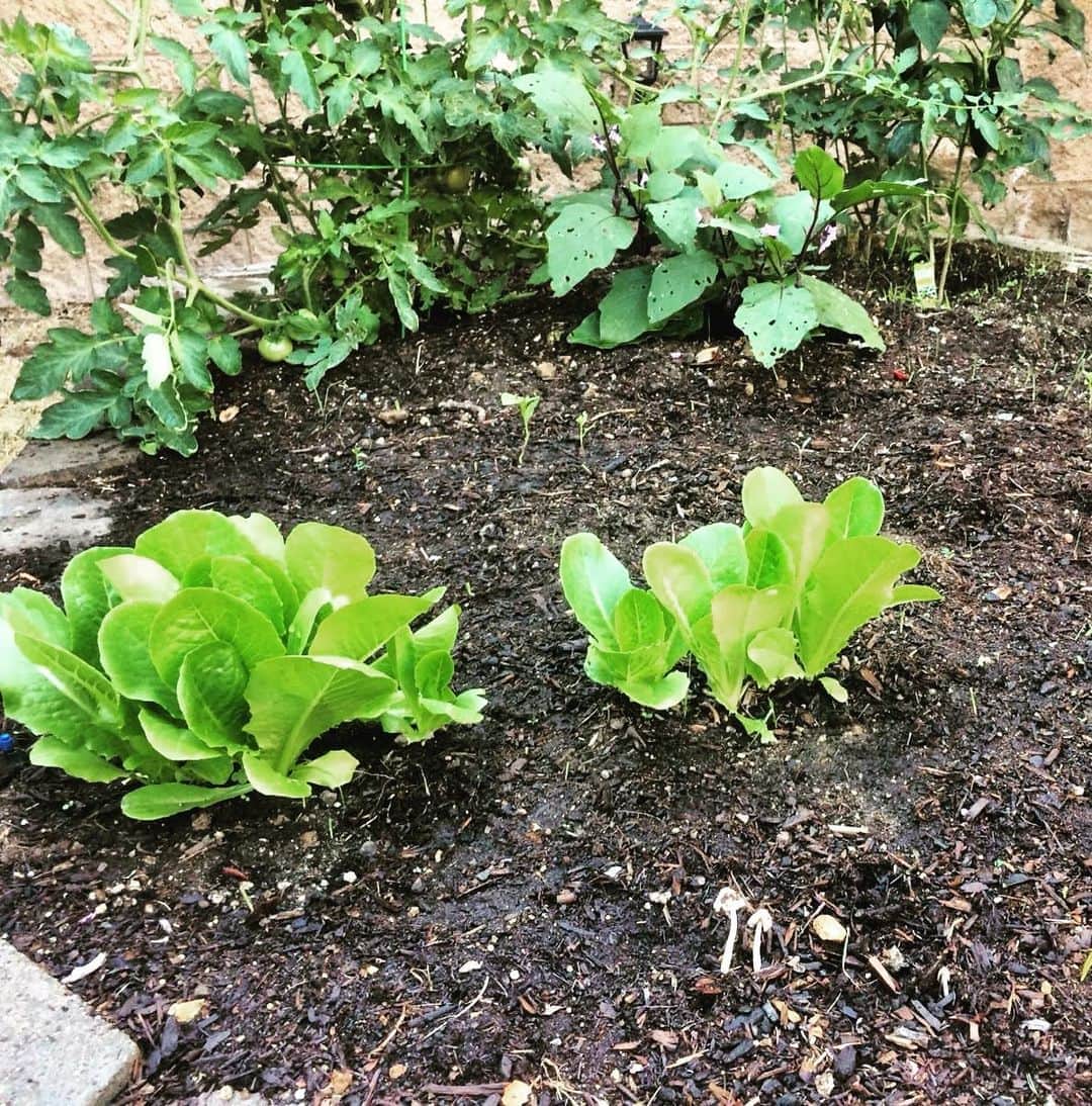 ダニア・ラミレスさんのインスタグラム写真 - (ダニア・ラミレスInstagram)「Yes!!! We even got lettuce! @mygaiaaether my lil #gardeners」9月11日 7時53分 - daniajramirez