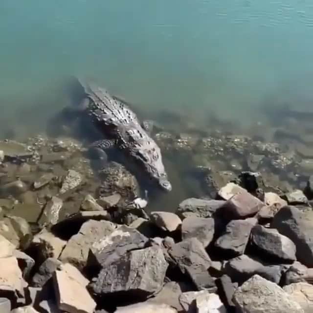 WildLifeのインスタグラム