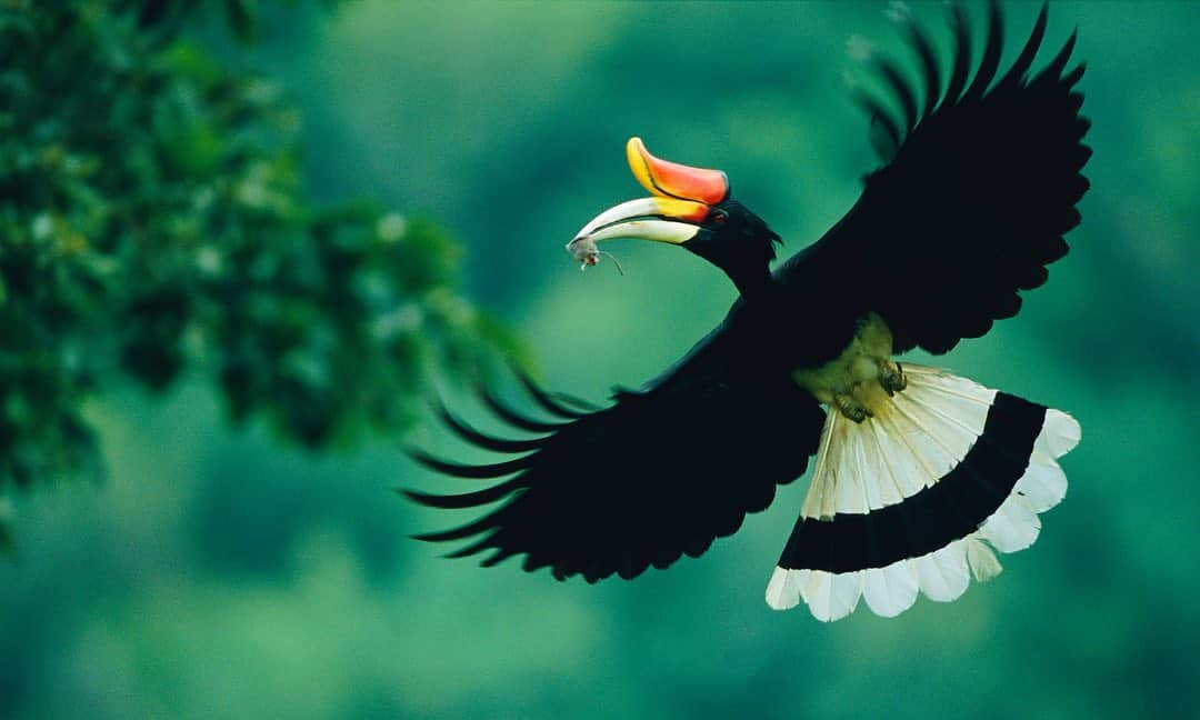 Tim Lamanさんのインスタグラム写真 - (Tim LamanInstagram)「Photos by @TimLaman.  Rhinoceros Hornbills have been one of my favorite birds since my first trip to the Indonesian rainforest in 1987.  They are an iconic species of the rainforest of Borneo and other parts of their range up through Thailand. Over the years, I’ve photographed them many times, but these two shots are a couple of my favorites.  They are both available as prints and on sale now in the “Wonder of Birds” gallery in my online store at link in bio or at www.timlamanfineart.com.  First shot: Tossing a fig before swallowing in Borneo.  Second shot: Carrying a mouse to feed the chick in the nest, Thailand.  #Hornbill  #RhinocerosHornbill  #Indonesia  #Borneo  #Thailand」9月11日 8時14分 - timlaman