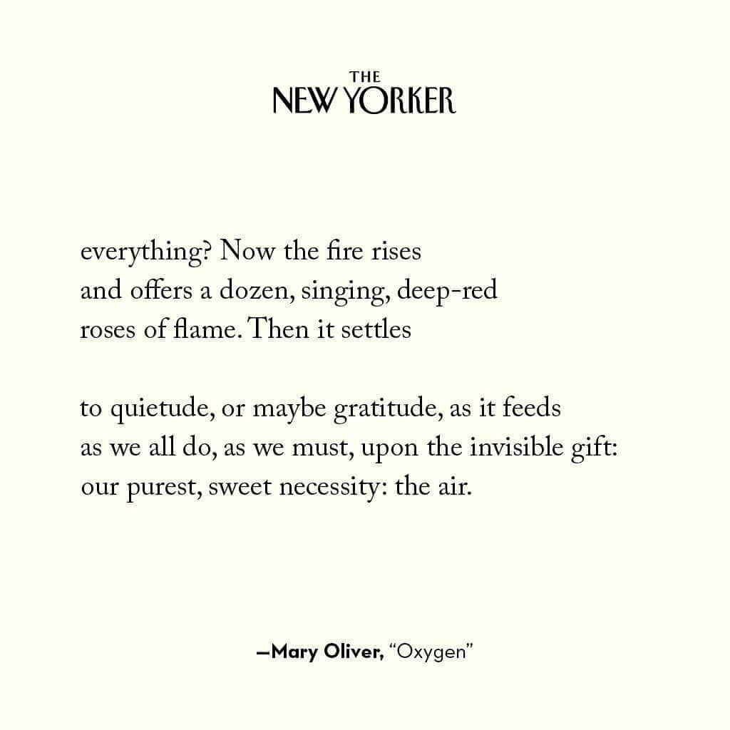 The New Yorkerさんのインスタグラム写真 - (The New YorkerInstagram)「A poem by Mary Oliver, who was born on this day in 1935. Oliver worked in the Romantic tradition of Wordsworth or Keats, but she also infused a distinctly American loneliness in her words. "Hers were not poems about isolation, though, but about pushing beyond your own sense of emotional quarantine," @rachsyme wrote last January, when Oliver died, at the age of 83. "Everywhere you look, in Oliver’s verse, you find threads of connectivity." Read more about one of America's most beloved poets at the link in our bio.」9月11日 8時27分 - newyorkermag