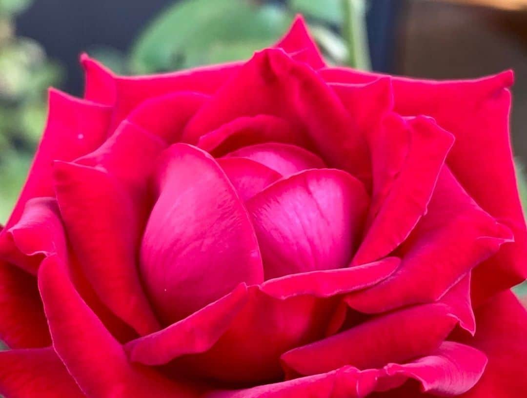 岡部晴彦さんのインスタグラム写真 - (岡部晴彦Instagram)「#バラ日記 #roses 135日目　晴れ  イングリッドバーグマン ×2 シャルルドゴール バレリーナ ロイヤルサンセット フランソワーズゴジャール   #roses🌹 #rosestagram #rose」9月11日 8時37分 - hal_96