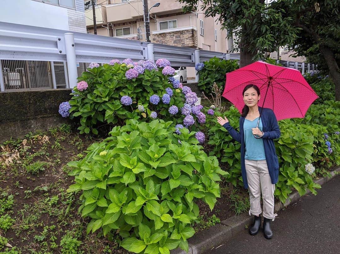 女子アナ47のインスタグラム：「フリーアナウンサーの山城優子です。 雨の日は家に引きこもりがちですが、紫陽花が咲いている時期だけは外出したくなります。 皆さんは雨の日はお好きですか？ 今回は雨に欠かせない傘の話題です。 詳しくはプロフィール欄にあるURLから47発信プロジェクトを見てね！  #女子アナ47 #女子アナ発信プロジェクト　#アナウンサー　　#フリーアナウンサー　#女子アナ　#地方創生　#リポーター　#47都道府県　#地方創生アナウンサー　#地域活性化　#町おこし　#鹿児島県　#鹿児島市　#鹿児島　#傘　#かえるの傘　#市営バス　#市電　#雨　#降灰　#薩摩おごじょ　#貸し出しサービス　#無料　#思いやり　#心温まるエピソード」