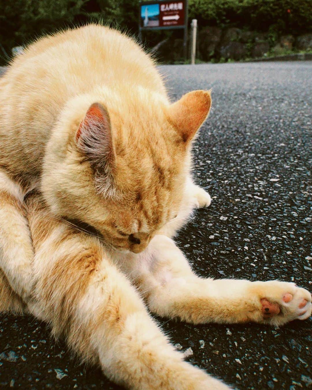 IVANさんのインスタグラム写真 - (IVANInstagram)「🐈🌳💐🌼💭  mofumofu neko chan😚💓   mew♡   #cat#cute#love#fluffy #猫 #ご自分の後脚ムギュってしてはる #きゃわわ #にゃーちゃん♡ #朝猫 #癒」9月11日 9時16分 - fresanaca