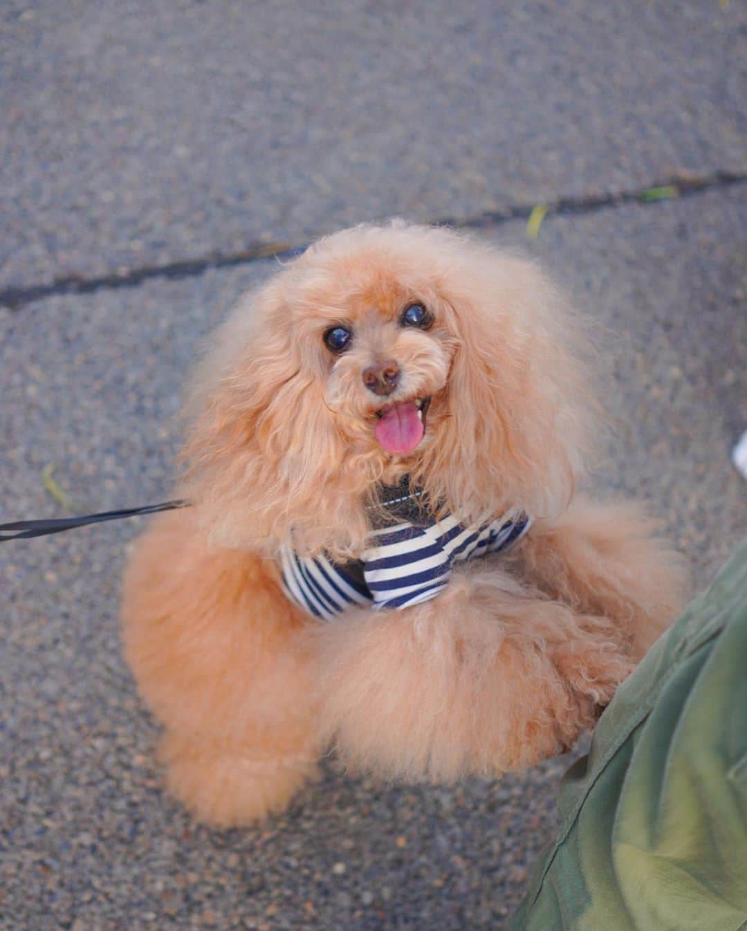 Toypoodle Mikuru?Asakusa Tokyoのインスタグラム：「20200911 Friday. Good morning! Friends 💕 . 今日も元気に朝活肉活😆 . 朝活写真をアップするのは久しぶりかも😅 ちゃんと毎朝お散歩してますよ‼️ . 朝夕はだいぶ涼しくなってきたけど 日中はまだまだ酷暑💦 . 早く秋が来ないかなぁ🥺 . #朝活 #あさんぽ #浅草寺」