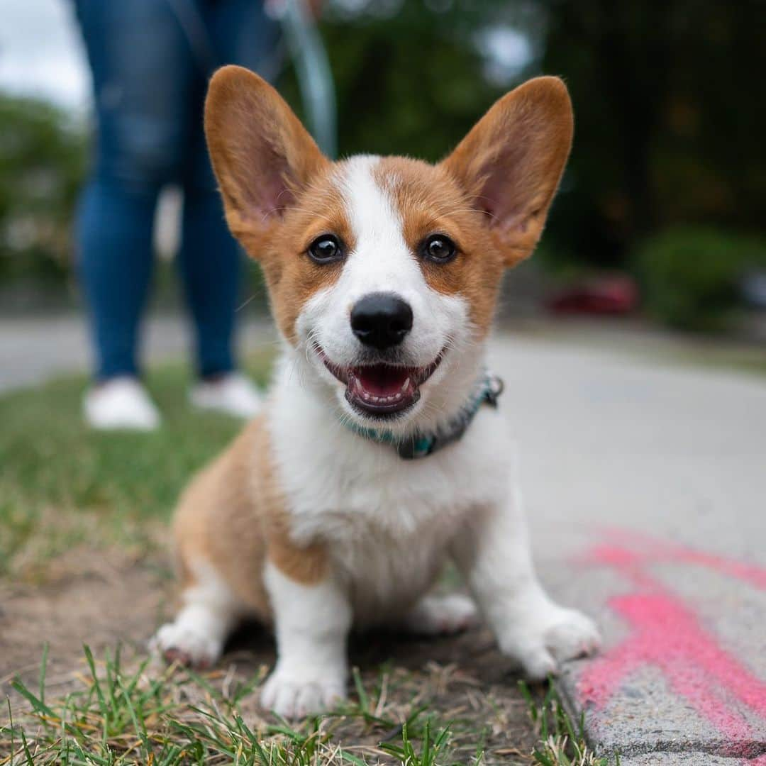 The Dogistさんのインスタグラム写真 - (The DogistInstagram)「Murphy, Pembroke Welsh Corgi (11 w/o), Longfellow Park, Cambridge, MA • “She’s a narcissist – loves to look at herself in the mirror.”」9月11日 9時25分 - thedogist