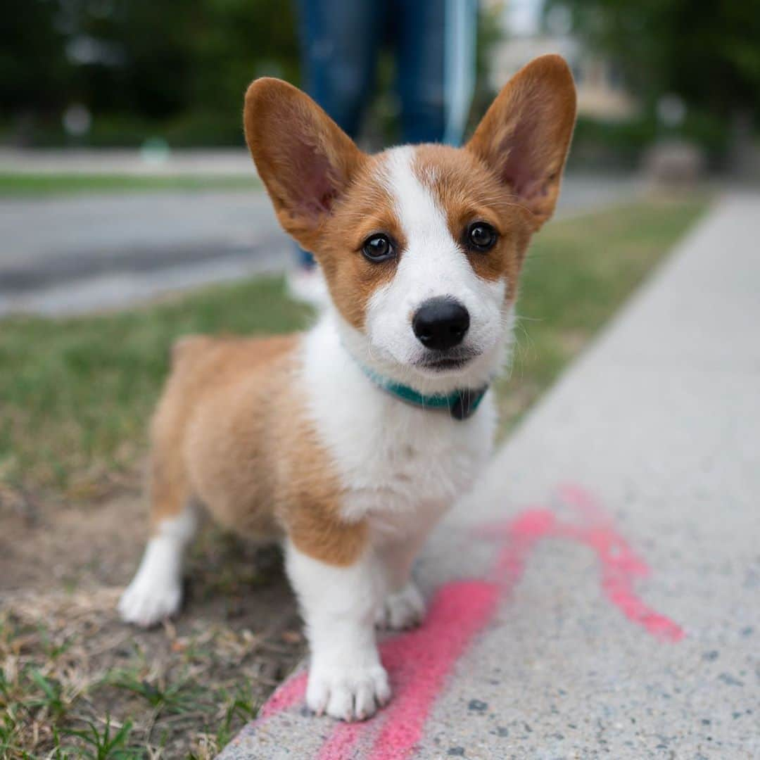 The Dogistさんのインスタグラム写真 - (The DogistInstagram)「Murphy, Pembroke Welsh Corgi (11 w/o), Longfellow Park, Cambridge, MA • “She’s a narcissist – loves to look at herself in the mirror.”」9月11日 9時25分 - thedogist