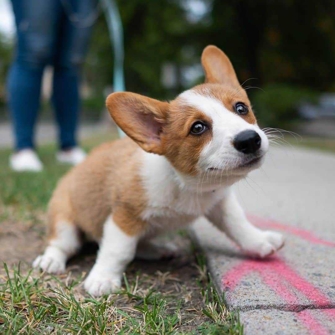 The Dogistさんのインスタグラム写真 - (The DogistInstagram)「Murphy, Pembroke Welsh Corgi (11 w/o), Longfellow Park, Cambridge, MA • “She’s a narcissist – loves to look at herself in the mirror.”」9月11日 9時25分 - thedogist