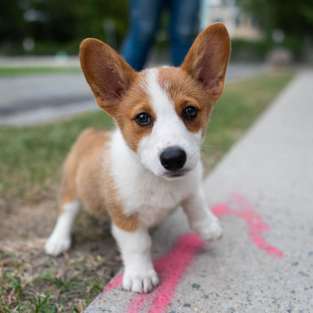 The Dogistさんのインスタグラム写真 - (The DogistInstagram)「Murphy, Pembroke Welsh Corgi (11 w/o), Longfellow Park, Cambridge, MA • “She’s a narcissist – loves to look at herself in the mirror.”」9月11日 9時25分 - thedogist