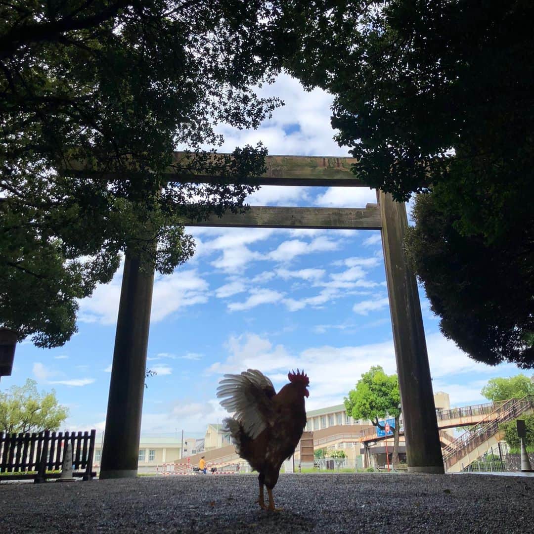 宇佐美進典のインスタグラム：「熱田神宮への散歩。なぜか鳥居に名古屋コーチン？がいた。　#熱田神宮」