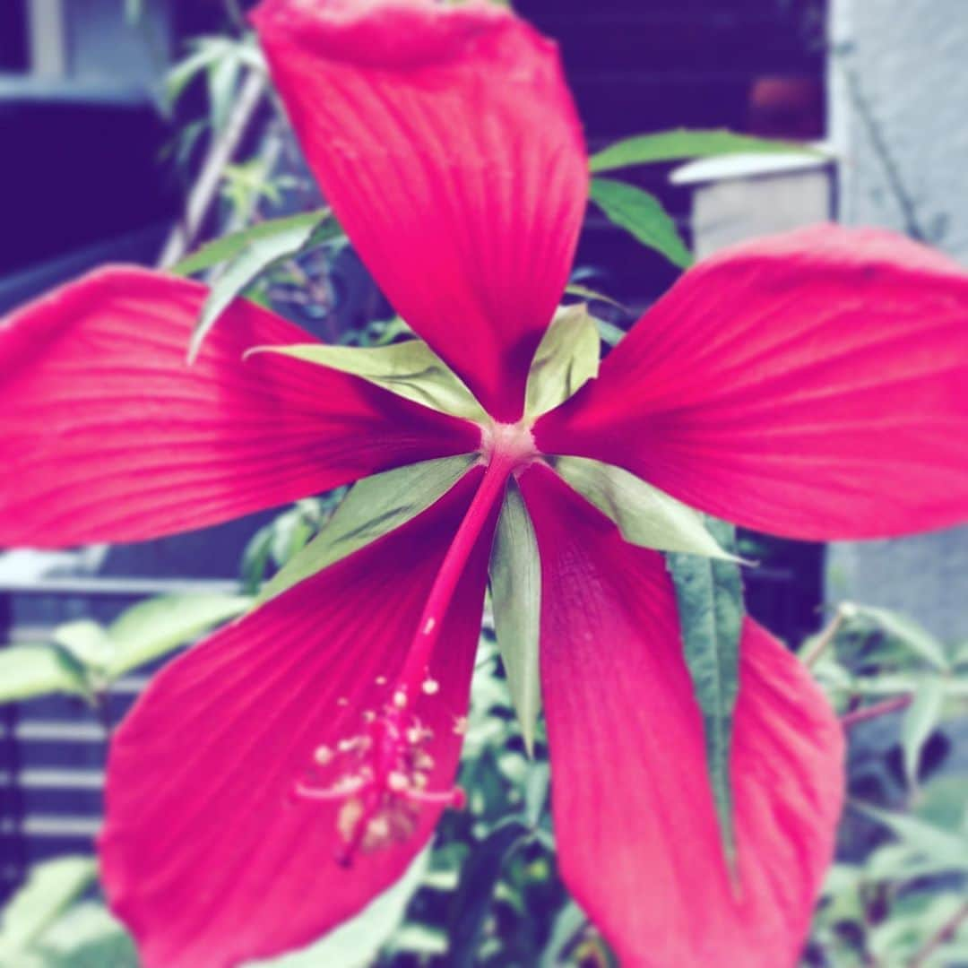 中野敬久さんのインスタグラム写真 - (中野敬久Instagram)「#red #flower #flowersoflife #hope #ヒトデっぽい」9月11日 9時45分 - hirohisanakano