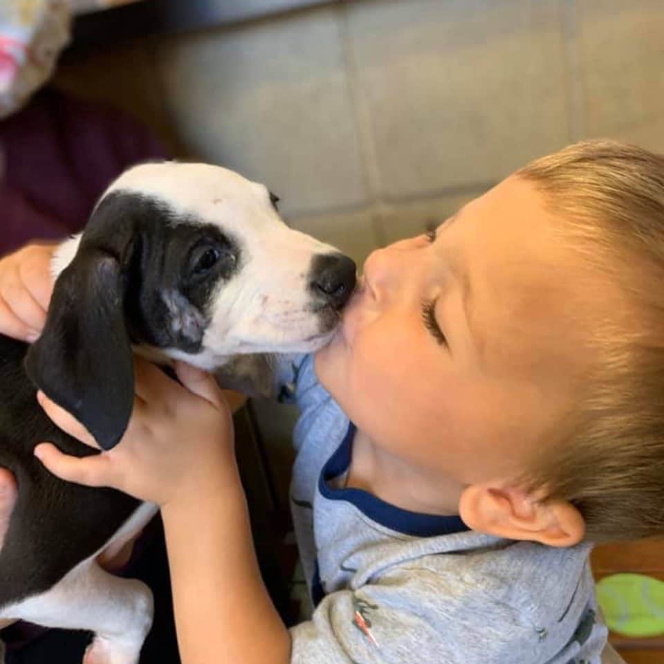 E! Onlineさんのインスタグラム写真 - (E! OnlineInstagram)「Meet Bentley and his new puppy, Lacey. "At 2 years old and with surgeries already under his belt for his cleft lip, Bentley found his match today in this tiny pup who also has a cleft lip. They instantly loved each other." 😭❤️ (📷: Lydia Sattler/Jackson County Animal Shelter)」9月11日 9時46分 - enews