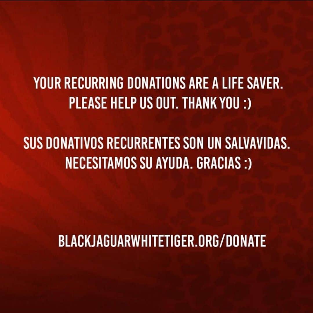 Black Jaguar-White Tiger さんのインスタグラム写真 - (Black Jaguar-White Tiger Instagram)「Your donation saves lives. Active link to donate on our bio or at www.BlackJaguarWhiteTiger.org/Donate」9月11日 10時35分 - blackjaguarwhitetiger