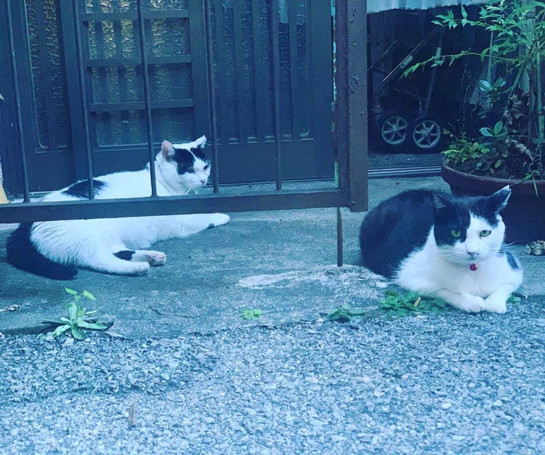 こしじまとしこのインスタグラム：「. お久しぶりです。 皆さんお元気ですか？☺️ 私は元気にしています💪☺️」