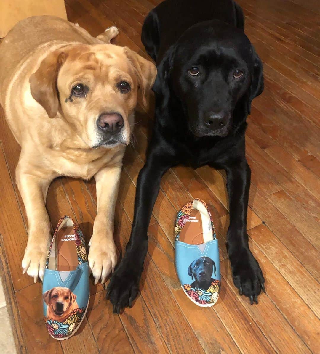 Jake And Gingerさんのインスタグラム写真 - (Jake And GingerInstagram)「HUGE THANK YOU to @groovebags for these beautiful shoes of Jake and Ginger ❤️ #labsofinstagram #labradorretriever #labrador #dogsofinstagram #petsofinstagram #shoes #petstagram #pets #talesofalab #tailsofalab #dogs」9月11日 10時33分 - jake_n_ginger