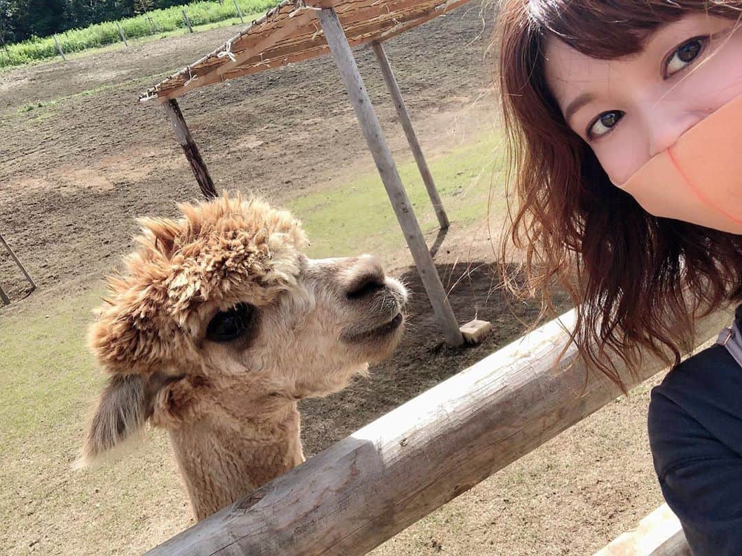 のインスタグラム：「アルパカと自撮り🤳🦙  餌あげたら手舐められて逃げるの巻。笑  #animal #アルパカ」