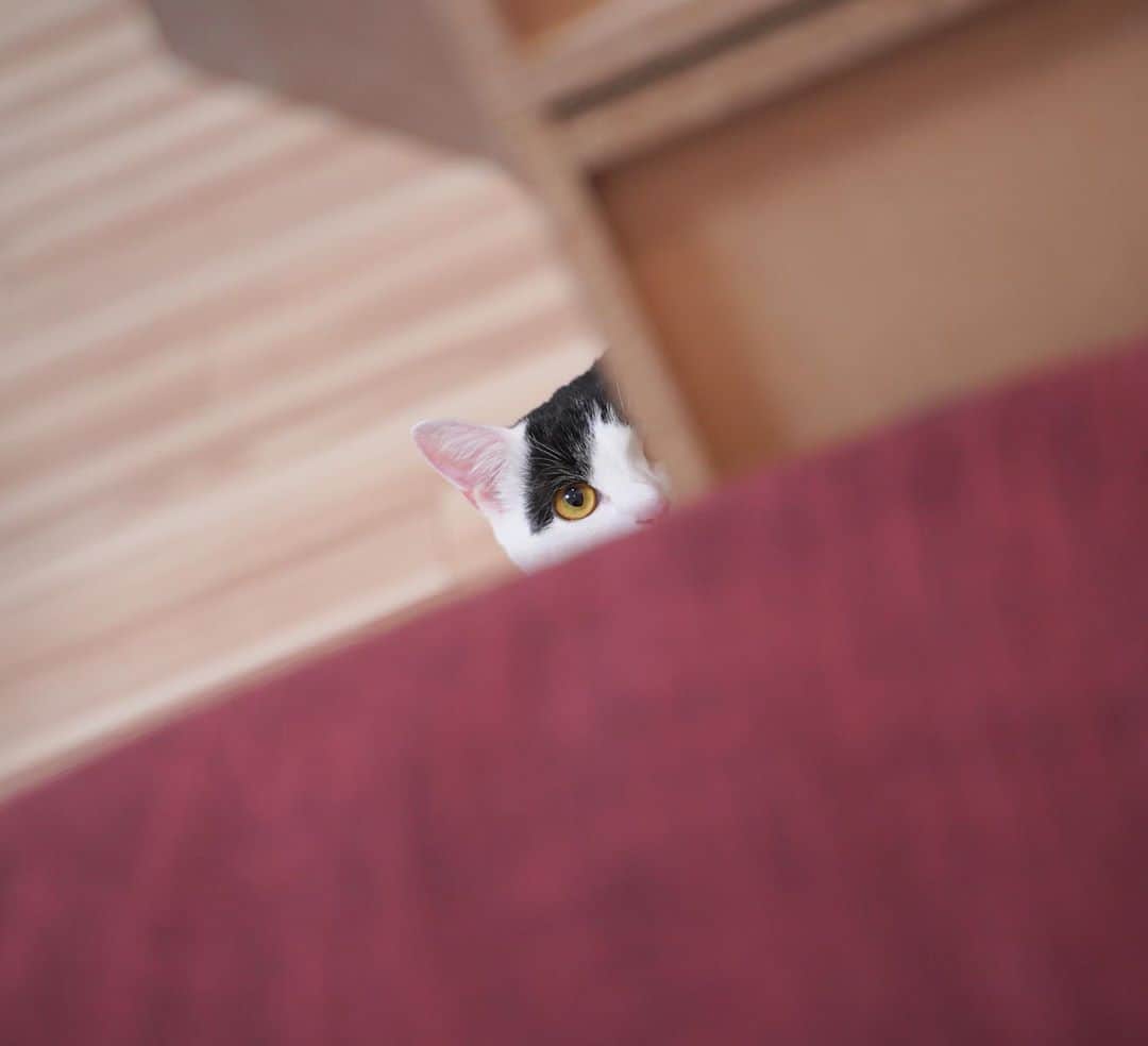 KAZUYAさんのインスタグラム写真 - (KAZUYAInstagram)「今日のにゃんこ15。 視線を感じるなと思ったら…。 #猫 #猫のいる暮らし #cat」9月11日 11時58分 - kazuya.hkd