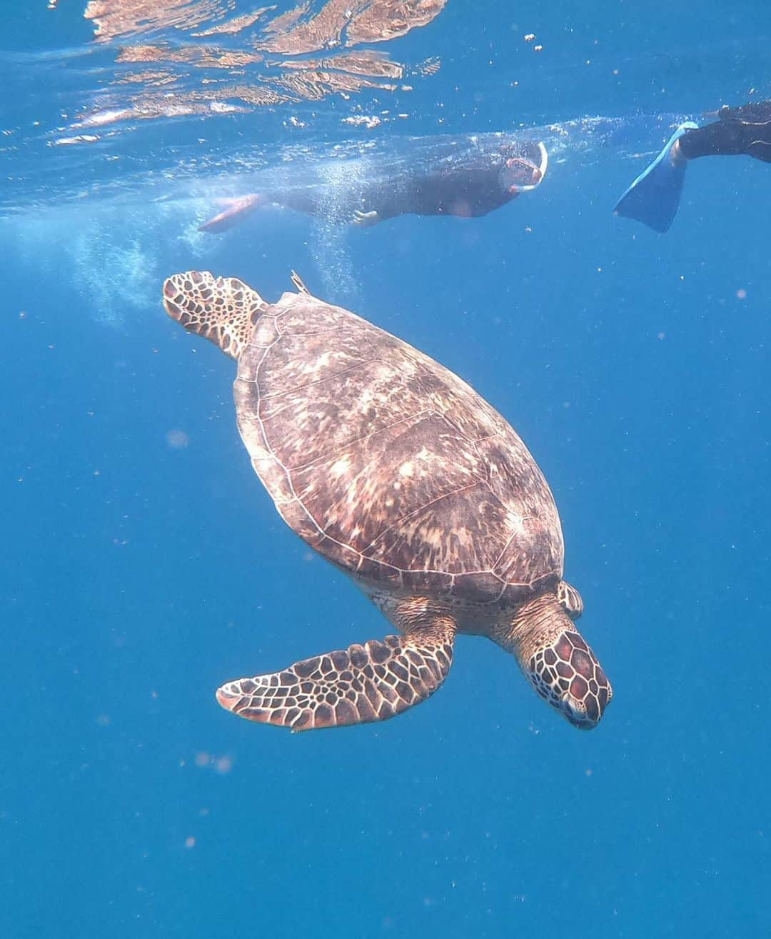 にゃんさんゴルフさんのインスタグラム写真 - (にゃんさんゴルフInstagram)「. . うみ🐢 シュノーケルで亀さんみれた👏🤿🐢 亀さん泳ぐのゆっくりだからすぐ追いついた👏🤣 マンタがみれるのは冬みたい😂  銀座カラーでは 全身脱毛6回のおまとめ予約可だそうです⭐️🙆‍♀️ . 脱毛サロンは私もずっと通ってる🙆‍♀️ . 無料カウンセリングの予約は『@ginzacalla_official』の 公式アカウントURLからキャンペーンcheck！🤔 . #銀座カラー#脱毛#全身脱毛#顔脱毛#無料カウンセリング#月額制#海外旅行いきたい#旅行大好き#海行きたい#プール行きたい#国内旅行#亀さん#シュノーケル#水着#ビキニ#うみ#ビジョビ#sea#pool#trip#mizugi#bikini#bikinigirl#callaPR #okinawa#ishigaki#resort#summer」9月11日 12時23分 - miiiii0228