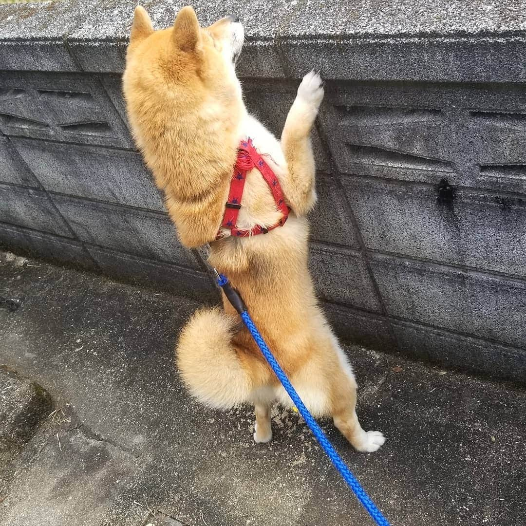 柴犬たま Shibainu Tamaのインスタグラム