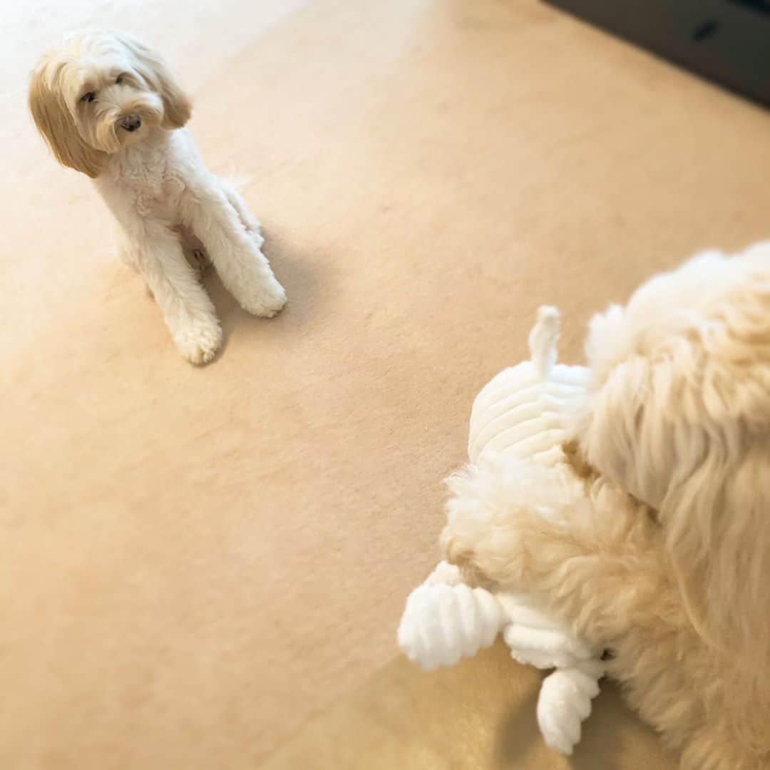 北山陽一のインスタグラム：「新しいおもちゃは、まずおもちに与えられるんだけれども。#きたやまおもち」
