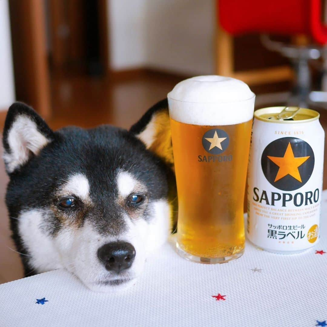 くろさんのインスタグラム写真 - (くろInstagram)「本日もお疲れちゃんでした🍺 #目線の先にはおやつ #お疲れちゃんビール #サッポロ黒ラベル #サッポロ生ビール黒ラベル #黒ラベル #サッポロビール #sapporobeer #lovebeer #⭐️SAPPORO #黒柴 #柴犬 #晩酌犬 #癒し犬 #あごのせ犬 #犬のいる暮らし #犬のいる生活 #わんこと一緒 #わんこのいる暮らし #柴犬のいる暮らし #柴犬の癒し #柴犬と一緒 #黒柴と一緒 #黒柴のいる暮らし #黒柴のいる生活 #わんこのいる生活 #ふわもこ部 #わんだフォ #わんだふるJapan」9月7日 16時57分 - m6bmw