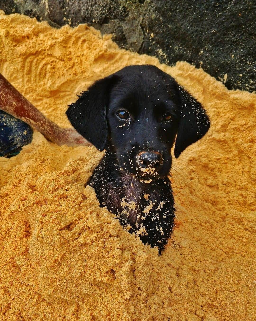 8crapさんのインスタグラム写真 - (8crapInstagram)「When you realise what you ate was not cookie crumbs - Want to get featured like him? Join “The Barked Club” on FACEBOOK and post something now! 👉 barked.com - 📷 @niharavlani  - #TheBarkedClub #barked #dog #doggo #puppy #pupper #LabradorRetriever #Labrador #LabradorPuppy」9月7日 17時00分 - barked