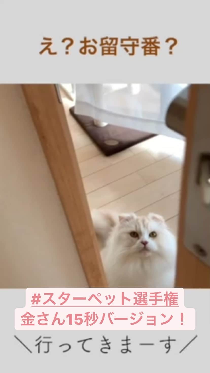 のインスタグラム：「#スターペット選手権　開催中です！ 猫ちゃん用の見本動画の15秒バージョン作ってみました〜  ワンちゃんはもちろん、猫ちゃんでも完成度の高い映像が続々届いています😍  絵コンテが一見難しそうなのですが、先日のテレワークで、猫ちゃんにも絶対演出できる！と思い正解でした😍  猫ちゃんができてしまうとワンちゃん立場ない〜 ワンちゃんもがんばりましょう〜💪  猫ちゃんもお猿さんも続々とご提出いただいてます！ありがとうございます😊  引き続きお待ちしてます👍👍 @nao_co5 Reelバージョンです💘  #スタペグラム #スターペット #ペットモデル募集 #犬 #猫 #うさぎ #小鳥」