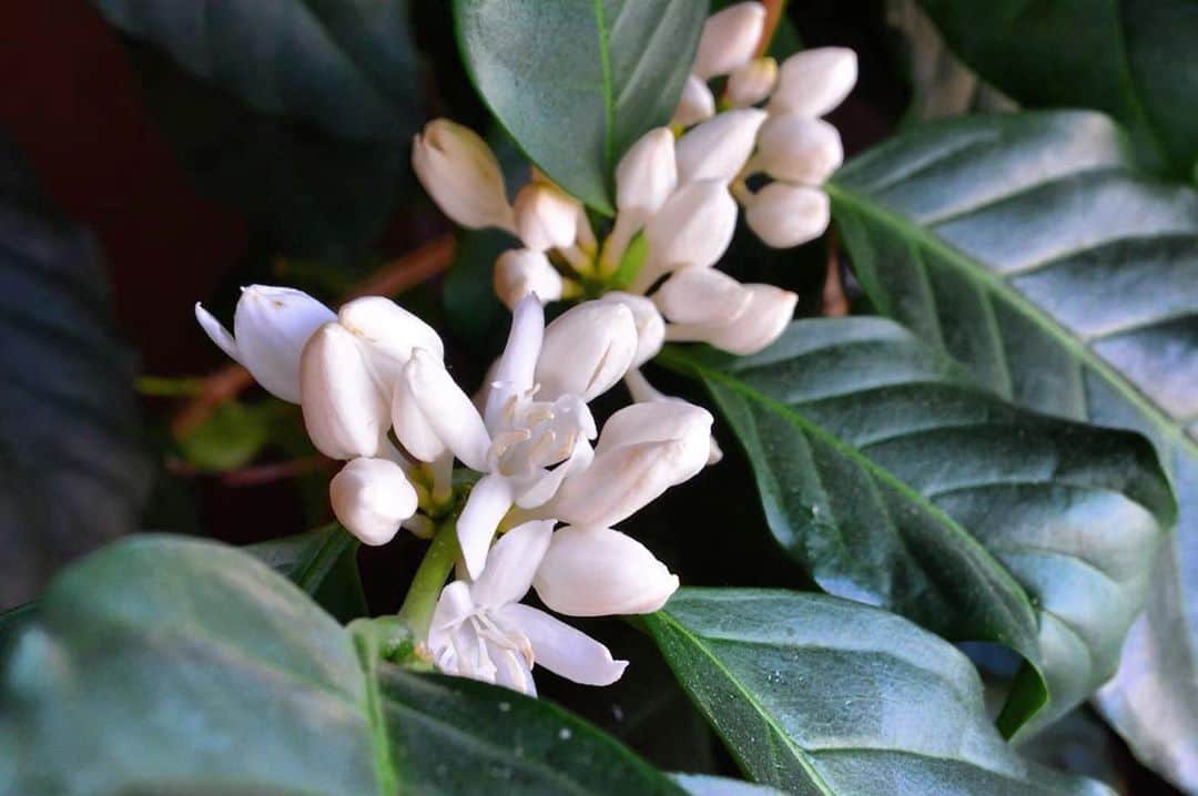 houeicoffeeのグルメインスタ