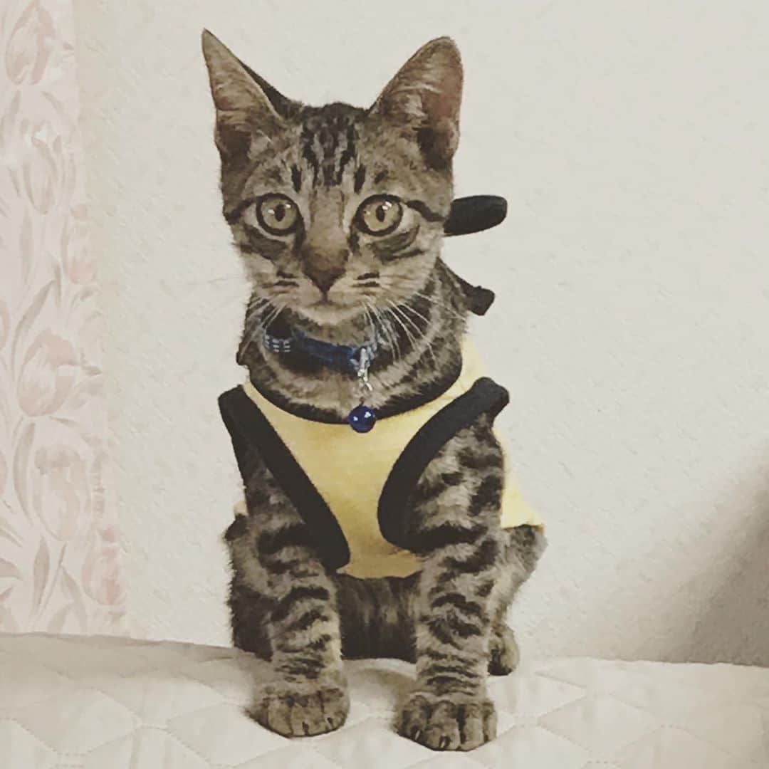 tokuのインスタグラム：「だいぶ元気になったようだ。」