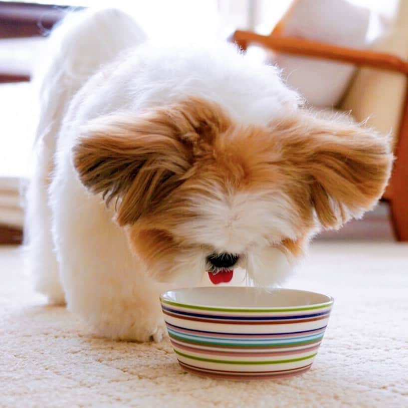 水嶋はちさんのインスタグラム写真 - (水嶋はちInstagram)「🐶🍹🍹🍹 * * はちの仕草ひとつひとつがたまらなく大好きです☺️ このお耳の感じもたまらないんです☺️ * * #はち #HACHI #シーズー大好き部 #お水はうつわ派 #お水はすこし冷えているのがお好み #冷えたお水がほしいときはキッチンにいらっしゃいます」9月7日 16時13分 - haruko_mizushima