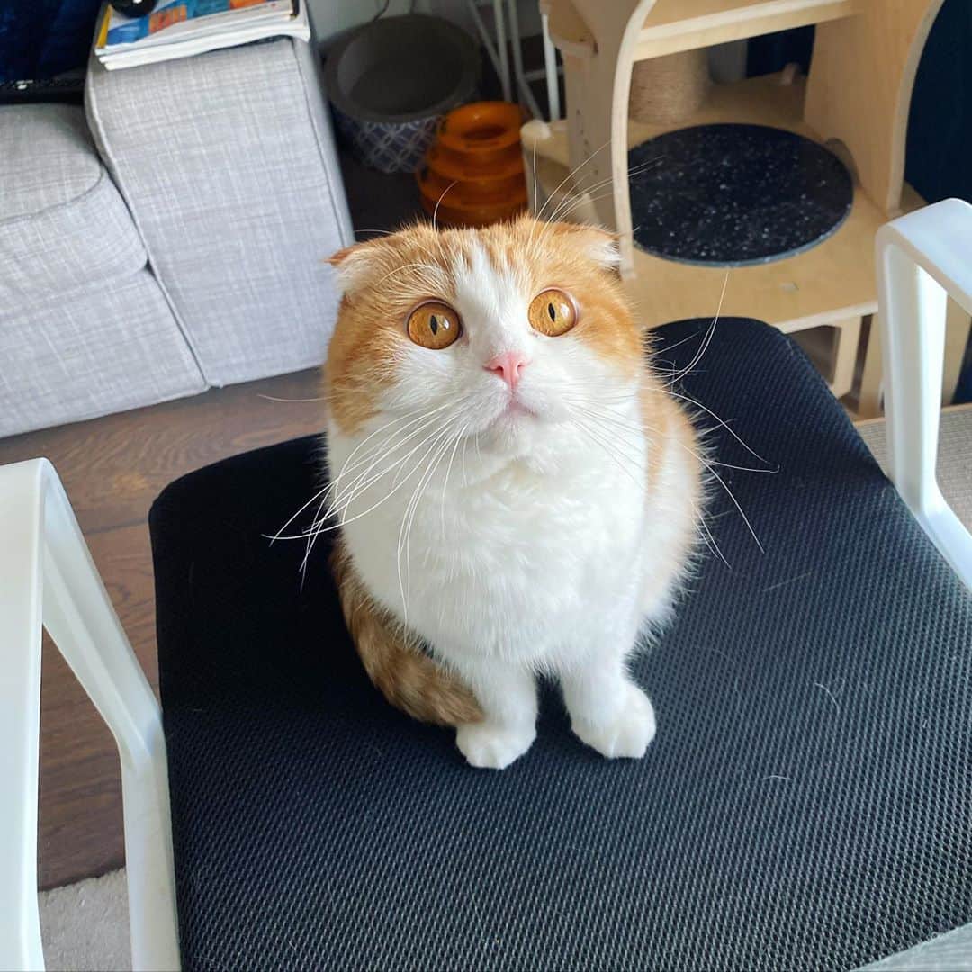 Nana _The Scottish Foldのインスタグラム：「Just got back from Italy and she is literally purring all day😂 before even we start petting her!! 14일만에 봤더니 지금 몇시간째 골골대고 쳐다보기만해도 다시 시작하는데 이거 너무 귀엽자나오?😱 #타고난싱어 #오늘은내가주인공  . .  #고양이 #猫 #ねこ #スコ #cat #cats #catstagram #catsofinstagram #instagramcats #instacat #bestmeow #catoftheday #catsofworld #catsloversworld #catsofday #냥스타그램 #또앙 #귀여워 #냥이 #caturday #gatos #cats_of_instagram #ilovemycat #catselfie #kittensofinstagram #kittens #catsdaily #kucing」