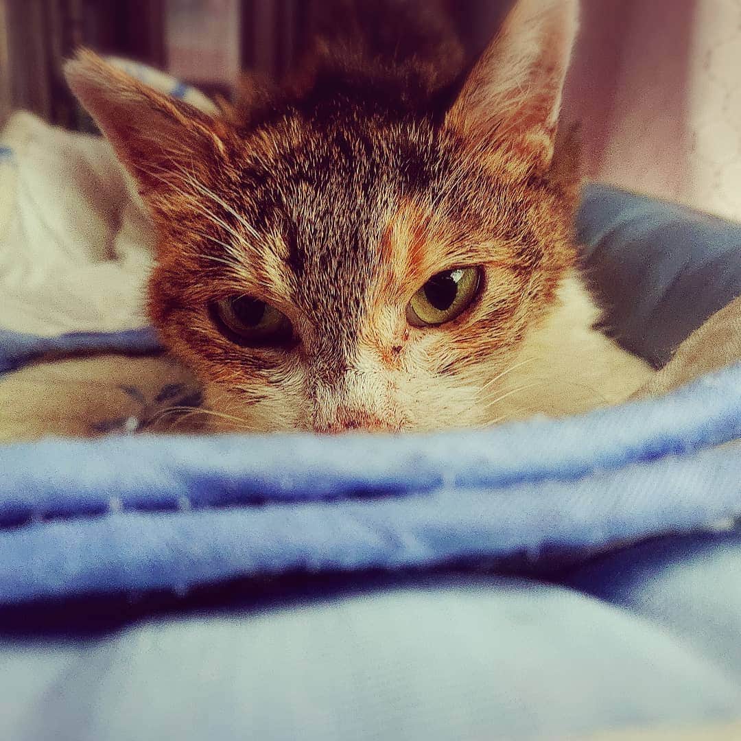 のインスタグラム：「#ねこ #ねこすたぐらむ #ねこのいる生活 #cat」