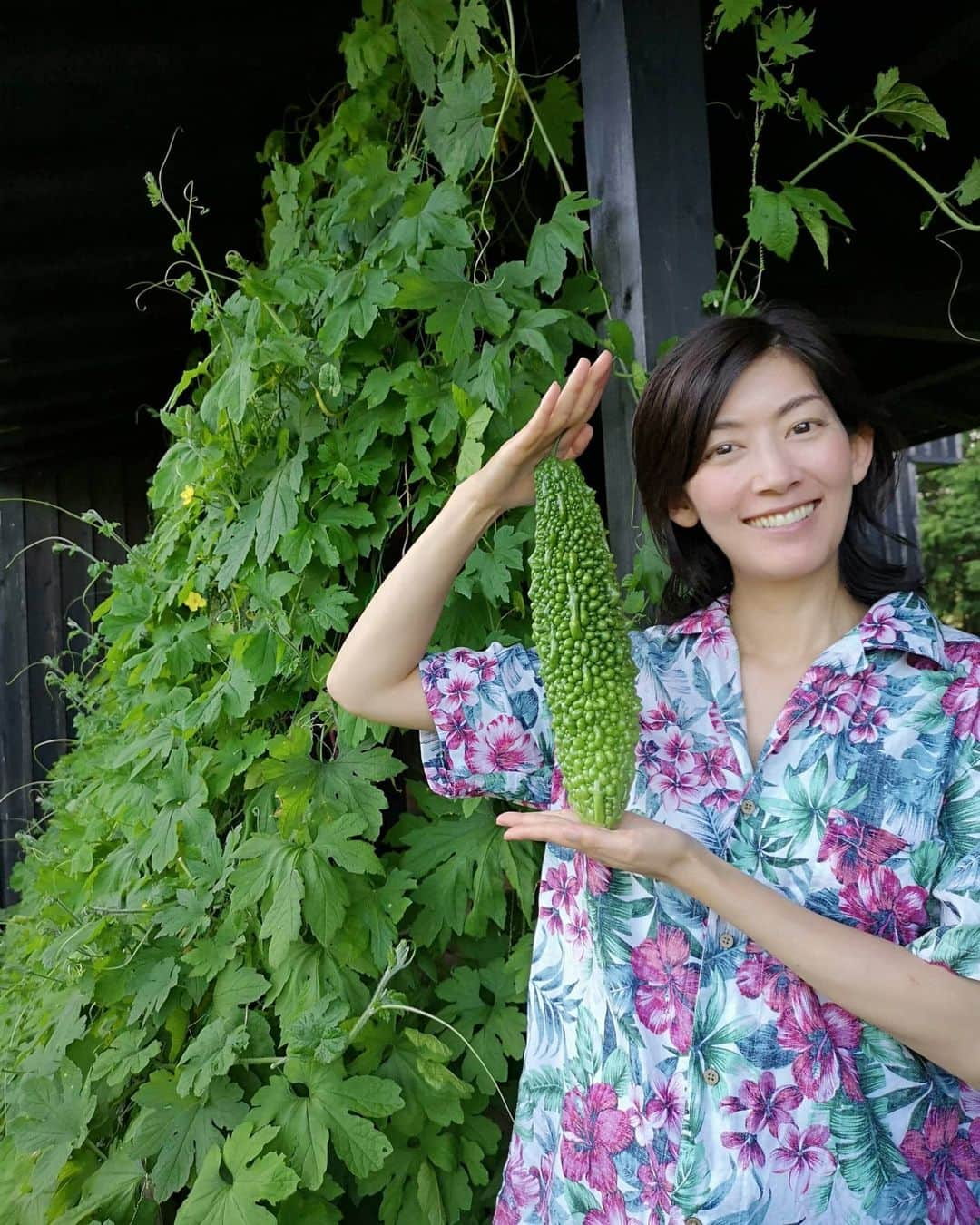 佐藤藍子のインスタグラム：「毎日毎日、、まだまだ暑いですね  なので  我が家のゴーヤｻﾝ、まだまだスクスク育っています🌱  サラダにチャンプルーに活躍中✨  いつも見て下さりありがとうございます🎵  素敵なコメント、とても嬉しいです😆 Thank you  for  your  message✨  急な天候の変化、熱中症に気をつけて下さい🍀  #ゴーヤ#グリーンカーテン#ゴーヤカーテン#aikosato#佐藤藍子」