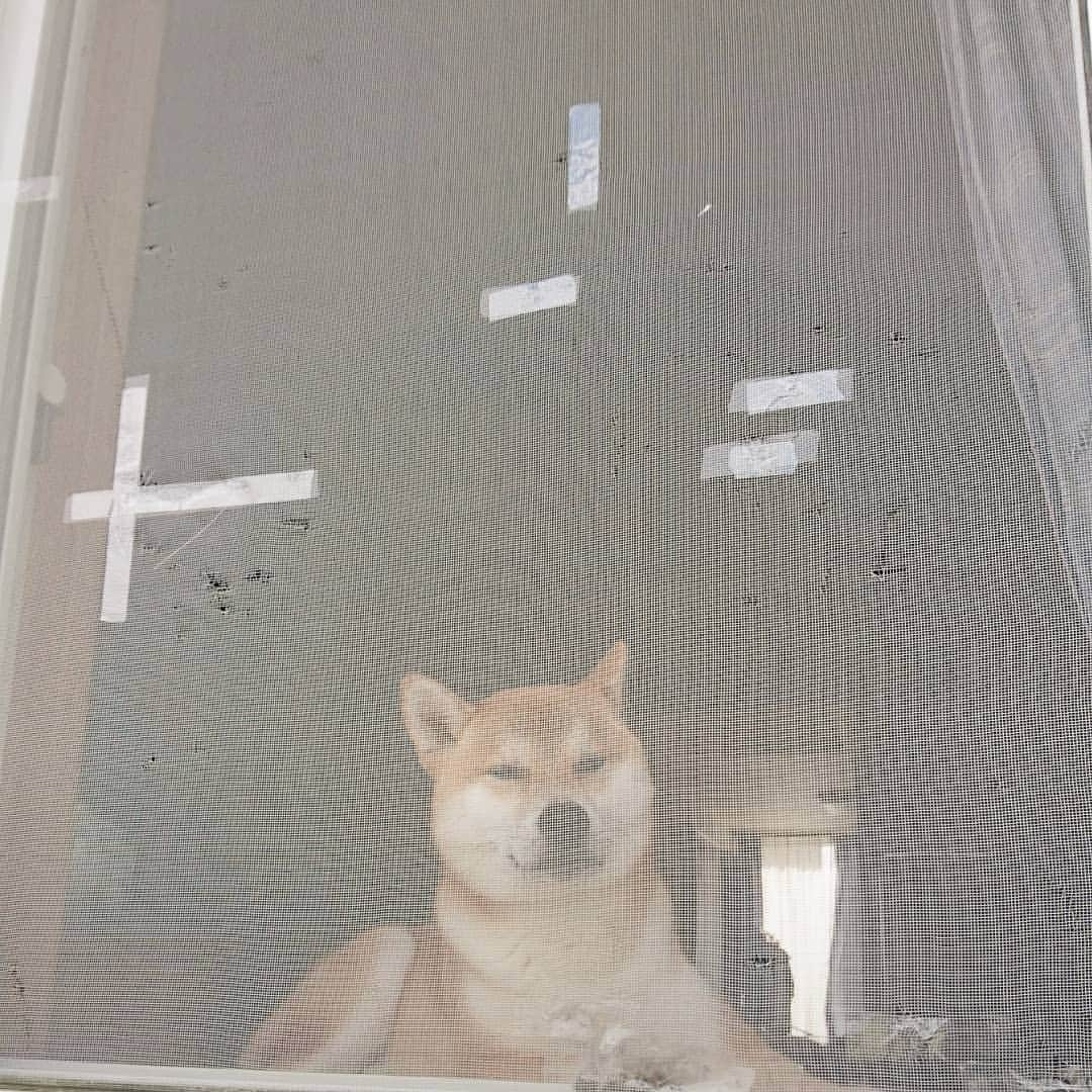 柴犬⭐️サスケのインスタグラム