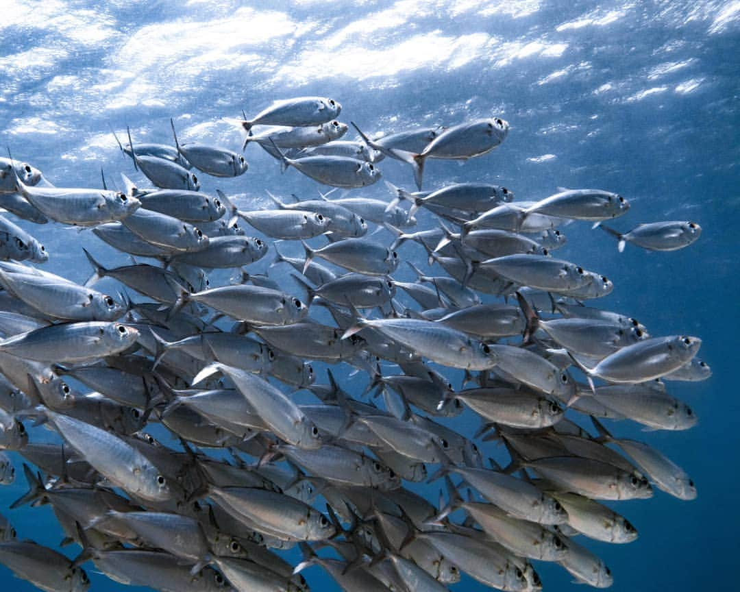 And Youさんのインスタグラム写真 - (And YouInstagram)「Just keep swimming 🐟😀 ​. ​. ​. ​. ​. ​. ​. ​. ​. ​. ​. ​. ​. ​#underwater #oahuvacation #sealife #oceanlife #ocean #getoutdoors #wildlife」9月7日 8時09分 - dolphinsandyou