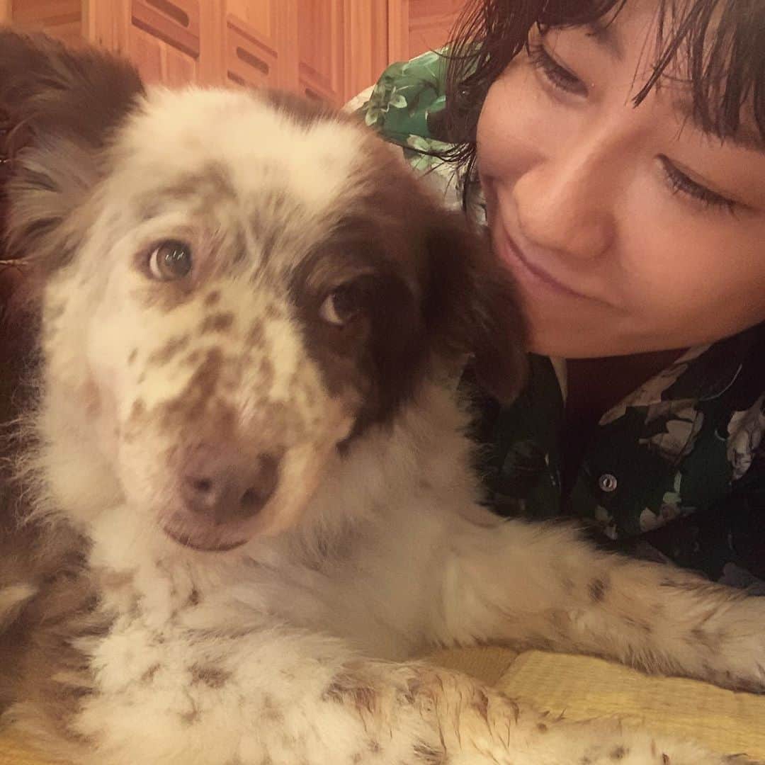 風間ゆみえのインスタグラム：「アビちゃん  #保護犬 #大久保さんのアビちゃん」