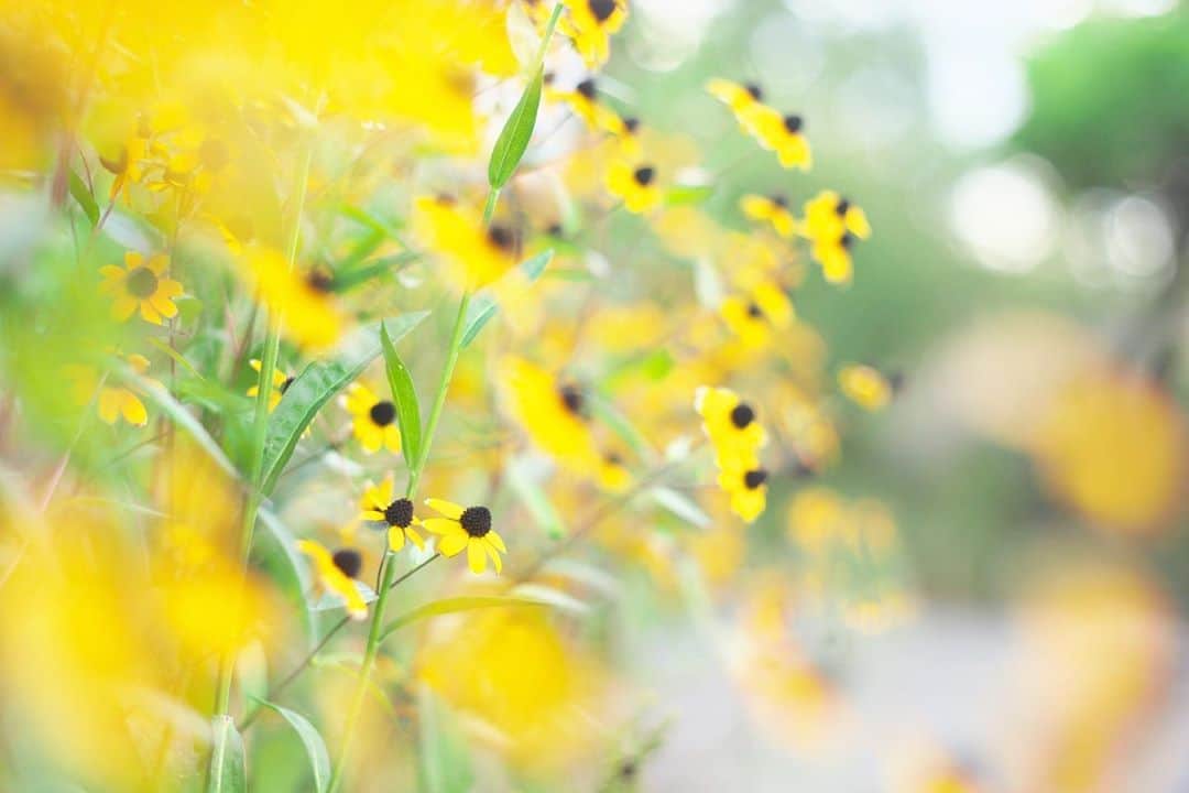 kiccyomuのインスタグラム：「☁️ 2020.09.07 Mon #ルドベキア #心に花を  九州方面の台風💨 自然って怖いですネ😥 月曜日…今週も元気に🤗  location #東京 📷撮影 2020年9月5日 #オールドレンズ 📷 #Minolta」