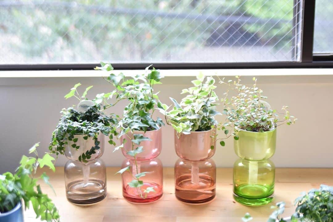 LOVEGREEN -植物と暮らしを豊かに。のインスタグラム